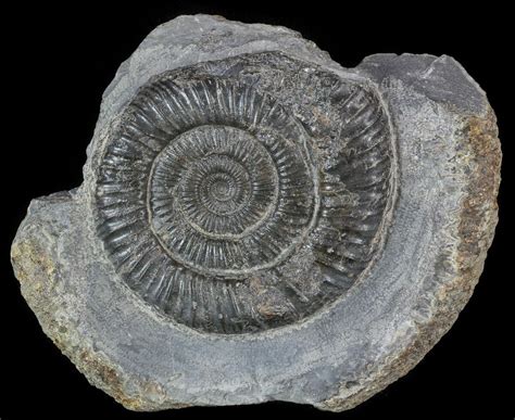 1 9 Dactylioceras Ammonite Fossil England 52639 For Sale