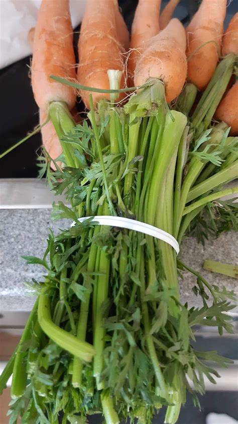 Knn man Karotten"blätter(?)" Essen? (Gesundheit und Medizin, Ernährung