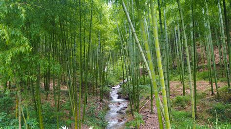 chinese bamboo forests