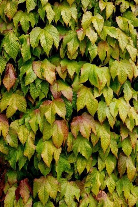 Different Types Of Ivy Plants For Indoors Outdoors With Pictures