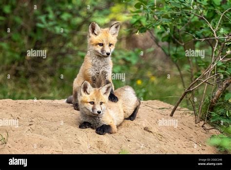 Fox red fox hi-res stock photography and images - Alamy