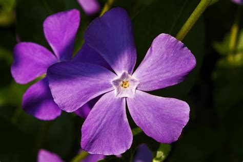 1920x1080 Wallpaper Purple Petaled Flower Peakpx