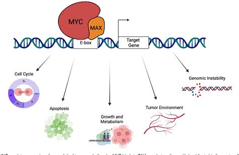 Figure 3 From Emerging Themes In Mechanisms Of Tumorigenesis By SWI SNF