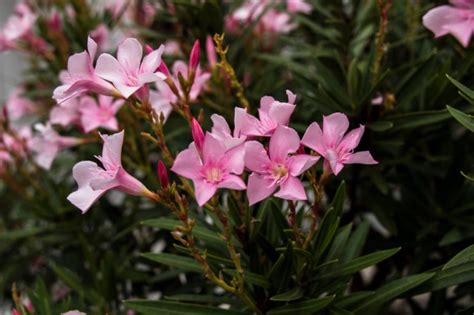 Take Oleander Cuttings After It Has Started Putting Out Fresh Growth