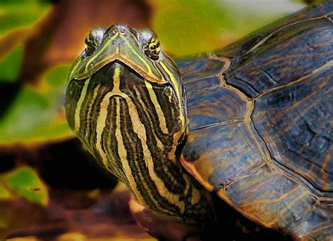 Turtle Smile A Close Up Portrait Of A Painted Turtle Looki Flickr