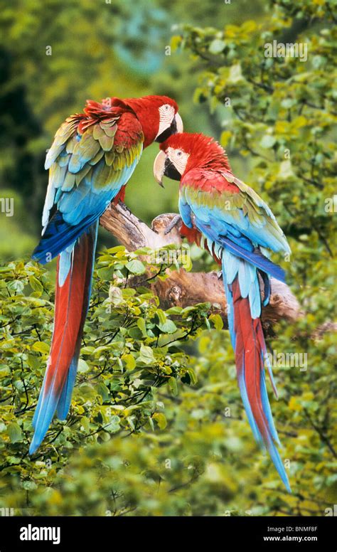 Two Red And Green Macaws In A Tree Ara Chloroptera Stock Photo Alamy