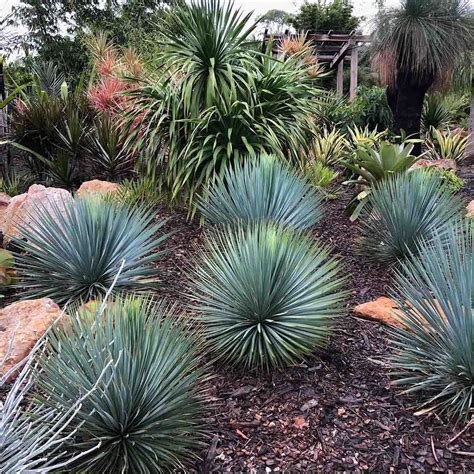 Collection 101 Pictures Photos Of Yucca Plants Updated