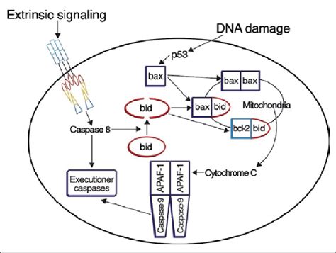 Intrinsic And Extrinsic Pathways Of Apoptosis Download Scientific