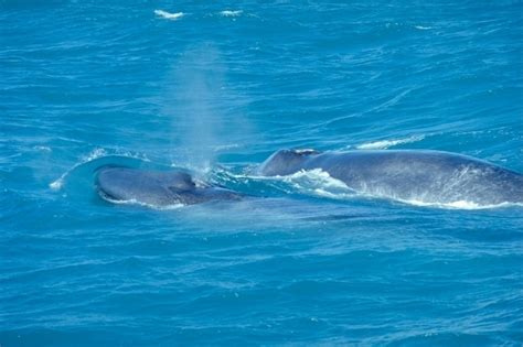 Blue Whale – "OCEAN TREASURES" Memorial Library