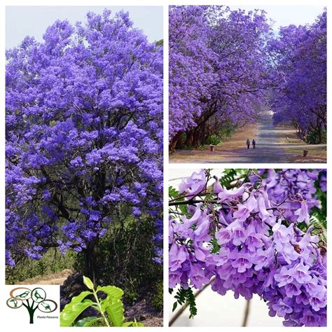 50 Sementes De Jacaranda Azul Mimoso Jacaranda Mimosifolia P Mudas