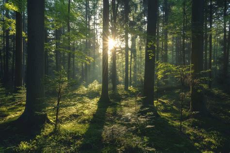 Image Of Serene Forest Scene With Sunlight Filtering Through Trees