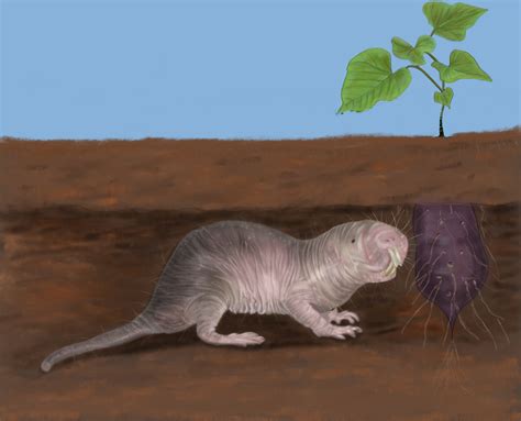 Naked Mole Rat On Behance