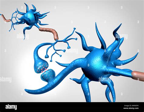 Neuron Synapse Cells Anatomy Sending An Electrical Signal As A