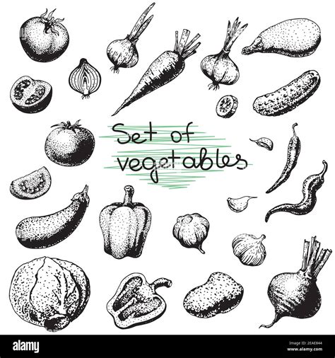 Vector dibujo a mano conjunto de verduras Eco foods ilustración