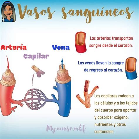 estudiantes de enfermeria on Instagram Vasos sanguíneos sangre