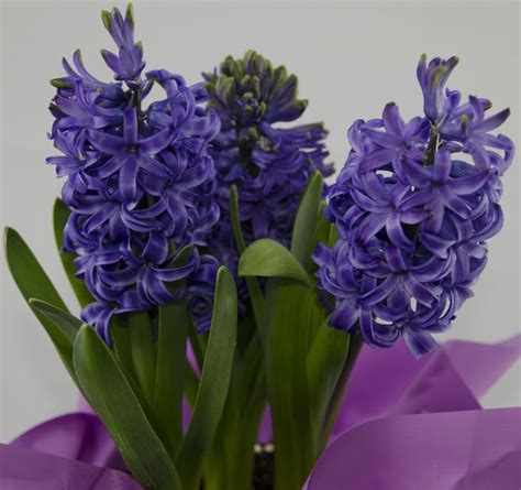 Hyacinth | Color inspiration, Easter time, Color