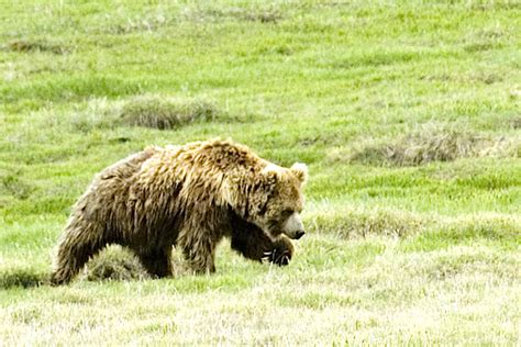 Himalayan brown bear - Alchetron, The Free Social Encyclopedia