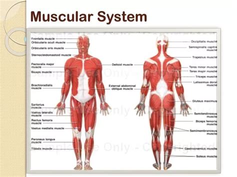 Ppt Muscular System Powerpoint Presentation Free Download Id 2189080