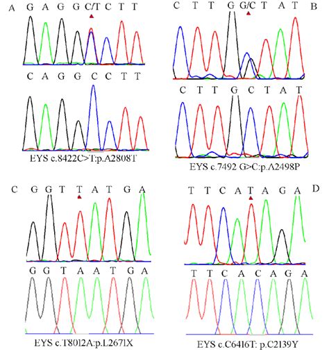 Pcr Sanger Sequencing Validating The Candidate Eys Variants In The