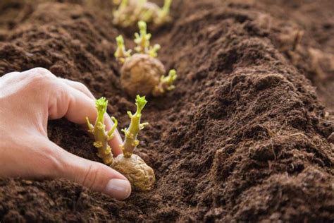 Planting Potatoes Timing Location And Procedure