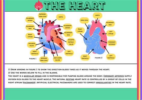 Heart worksheet -Biology - IGCSE/GCSE (PDF) | Teaching Resources