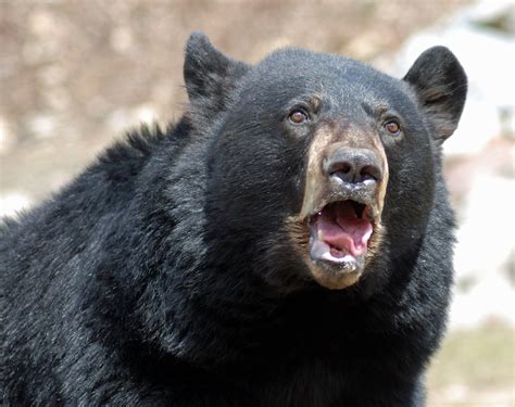 11 Amazing Facts About Canadas Bear Species Canadian Geographic