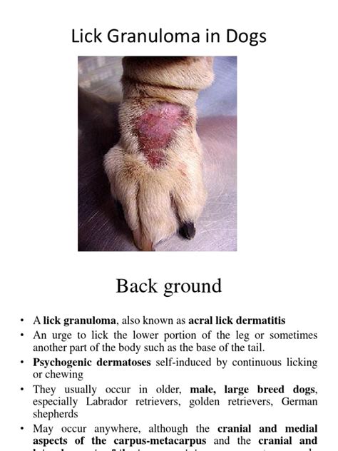 Dog Lick Granuloma Treatment Pdf