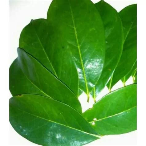 Jual 100 Lembar Terbaik Daun Sirsak Segar 100 Lembar DAUN SIRSAK Herbal