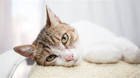 DIY Natural Pain Relievers for Cats: Homeopathic Remedies Guide ...