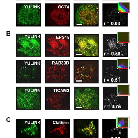 Analysis Of Colocalization Using Super Resolution Microscopy A B The