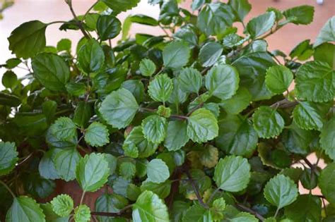 Swedish Ivy Plectranthus Verticillatus All You Need To Know