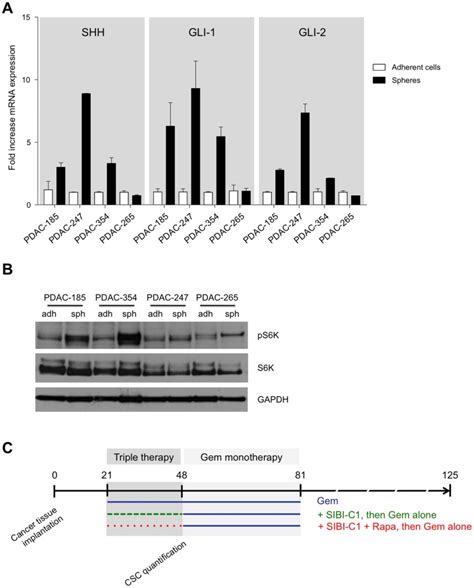 A Fold Increase MRNA Expression Levels Of SHH GLI 1 And GLI 2 Of