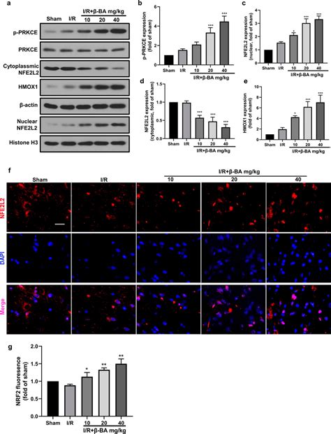 Effect Of Ba On P Prkce Nfe L And Hmox Protein Levels A Western