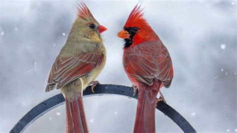 Male Vs Female Cardinals: What’s The Difference? - Birdwatching Buzz