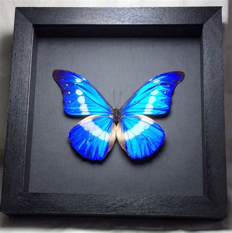 Morpho, rhetenor, helena, Blue Morpho Helena, extra large, rare, real, framed, butterfly, blue ...