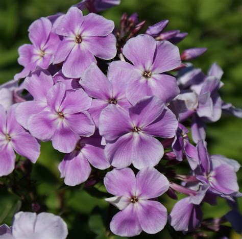 G Rtnerei Staudenspatz Phlox Paniculata Franz Schubert Hoher Sommer