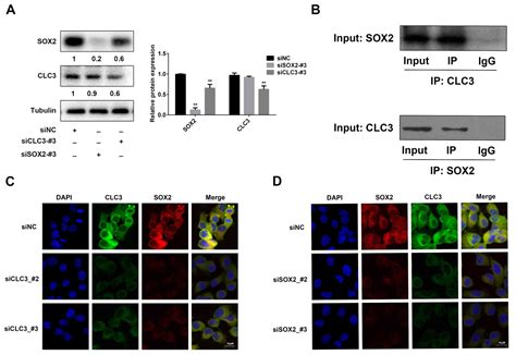 CLC 3 And SOX2 Regulate The Cell Cycle In DU145 Cells