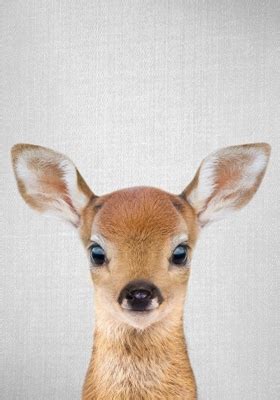 Baby Deer Posters Prints By Gal Pittel Printler