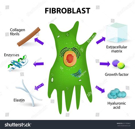 Fibroblast Structure Function Human Skin Cell Stock Illustration