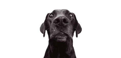 How To Handle A Frightened Dog Scout