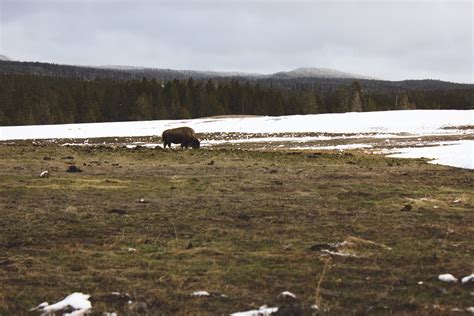 Bison Yellowstone Buffalo - Free photo on Pixabay - Pixabay