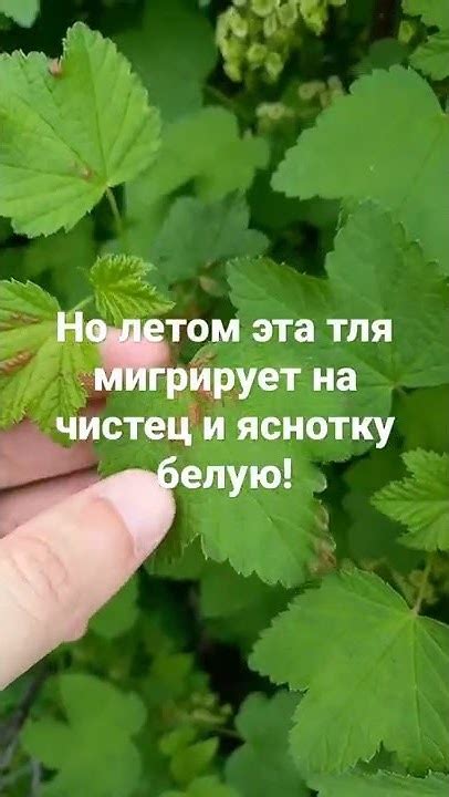 Галловая тля на смородине - YouTube