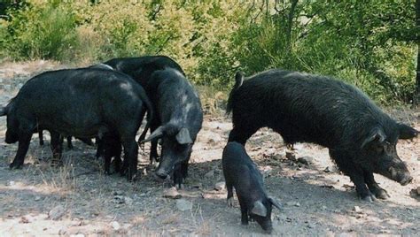 Caratteristiche Morfologiche Del Suino Nero Dei Nebrodi