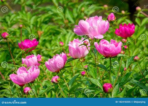 Chinese Herbaceous Peony Stock Image Image Of Paeonia