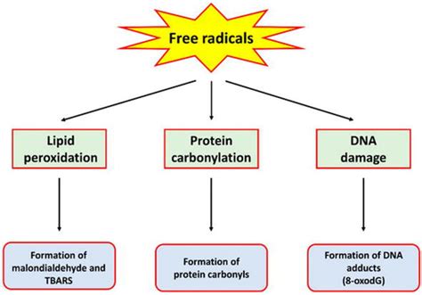 Antioxidant Categories And Mode Of Action Intechopen