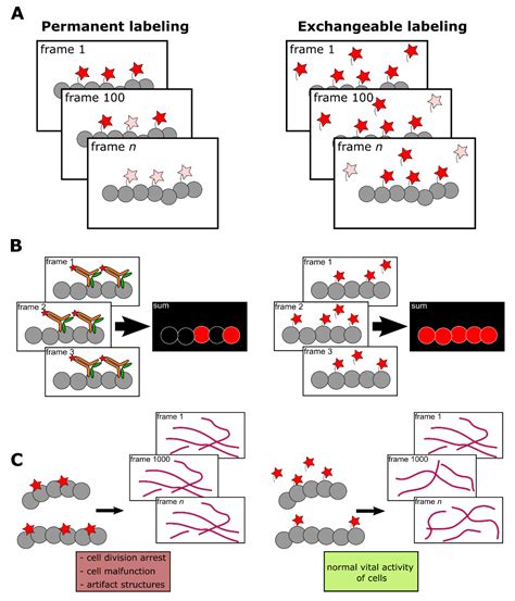 Ijms Free Full Text Transient Fluorescence Labeling Low Affinity—high Benefits