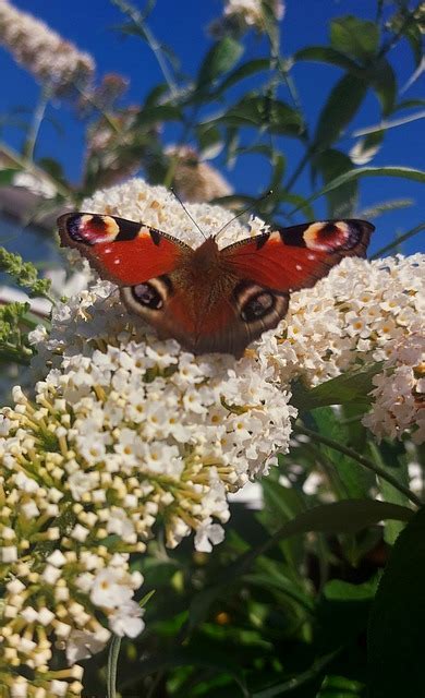 Butterflies Butterfly Budleigh Free Photo On Pixabay Pixabay