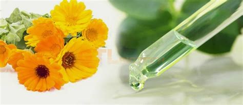 Natural Calendula Officinalis Flower Extract Hydrosol Floral Water Facoty And Manufacturer