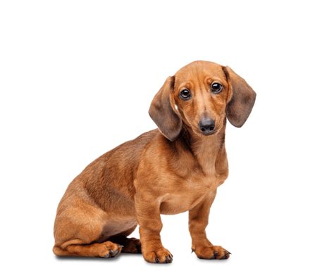 Dachshund Png Transparent Image Download Size 1000x814px