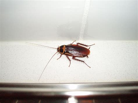 Australian Cockroach | Terminix